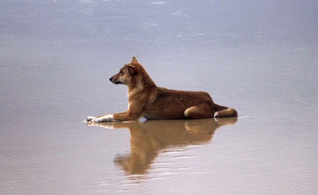 dingo laying on beach fraser island Australia