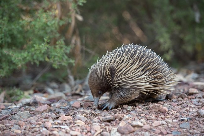 echidna close up on ground Australia