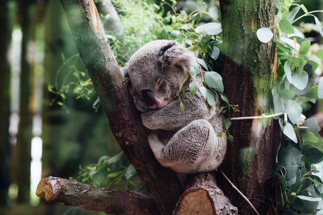 koala sleeping in a tree in forest