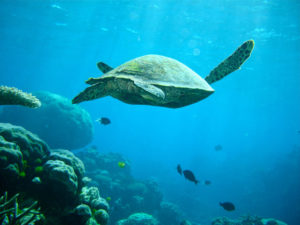 sea turtle swimming underwater great barrier reef