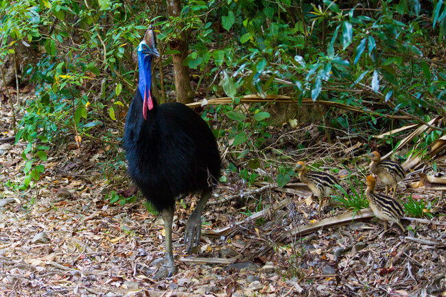 cassowary bird in tress daintree rainforest australia