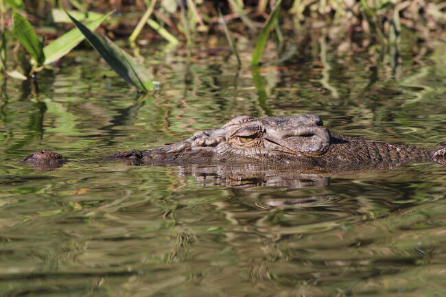 freshwater crocodile gliding in water daintree australia