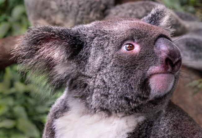 koala close up koala gardens Kuranda Australia