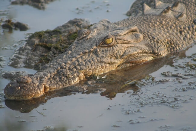 close up saltwater crocodile kakadu national park australia