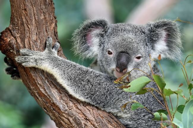 koala close up holding tree branch Kuranda Australia