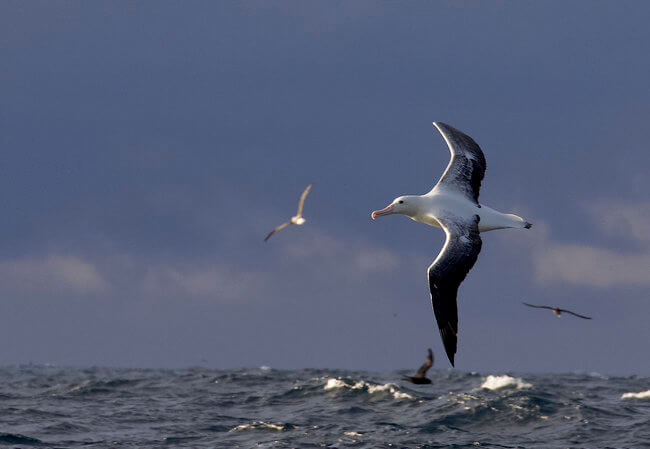 northern royal albatross flying over sea New Zealand