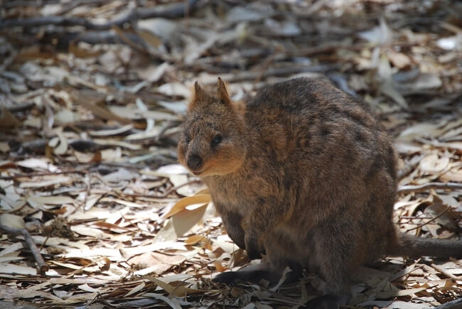 quokka sitting on leaves Australia