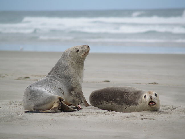 two seals on victoria beach otago peninsula new zealand