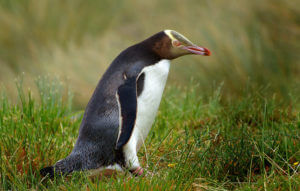 yellow eyes penguin on grass close up New Zealand