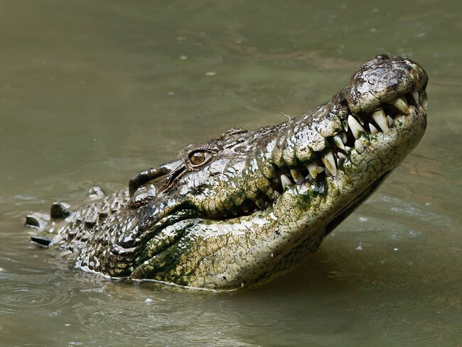 crocodile coming out of river Carins Australia