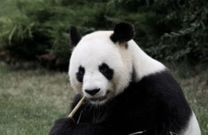 China giant Panda eating bamboo forest close up wildlife
