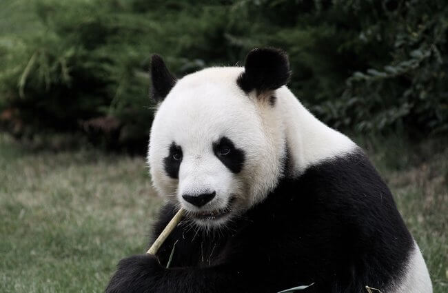 giant panda in china