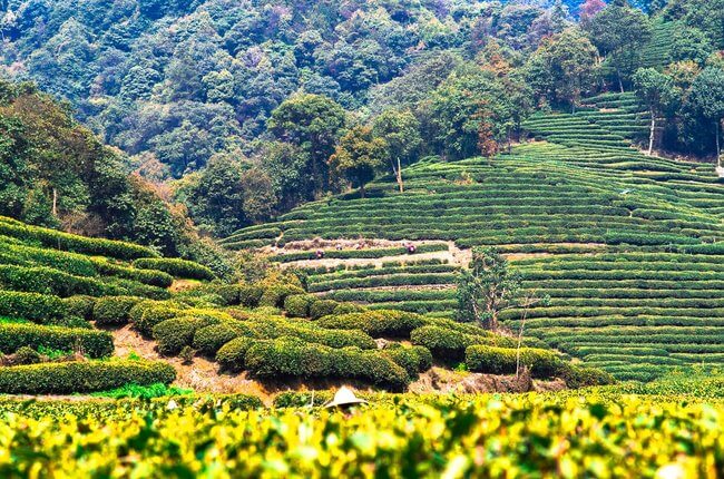 green fields tea farm china