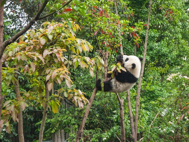 panda climbing tree red and green leaves
