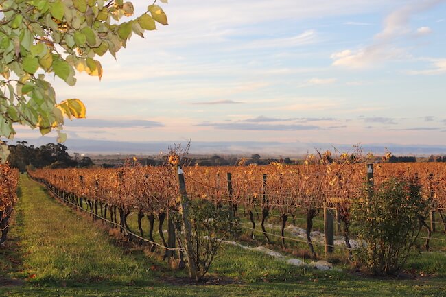 te mata winery new zealand