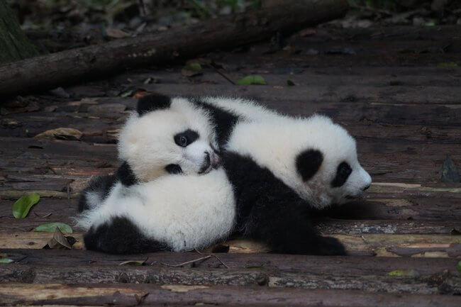 two panda cubs laying down Chengdu China