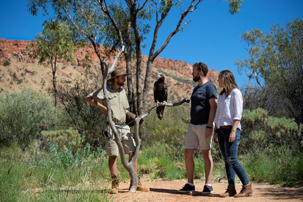 Australia Alice Springs Desert Park tour outback bird of prey