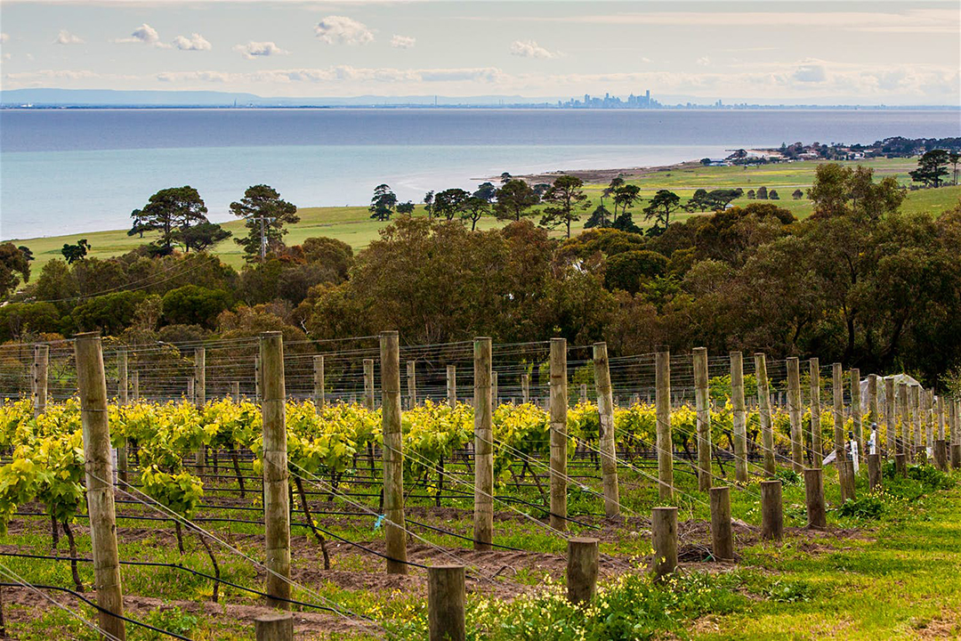 around-the-bay-in-a-day-bellarine