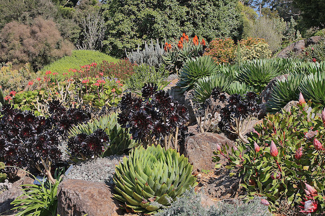 blue mountains botanic gardens