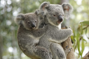 brisbane-zoo-koala-bears