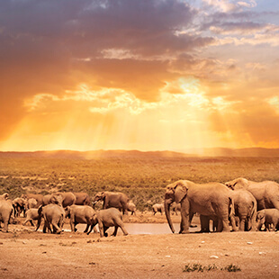 elephants-south-africa-sun