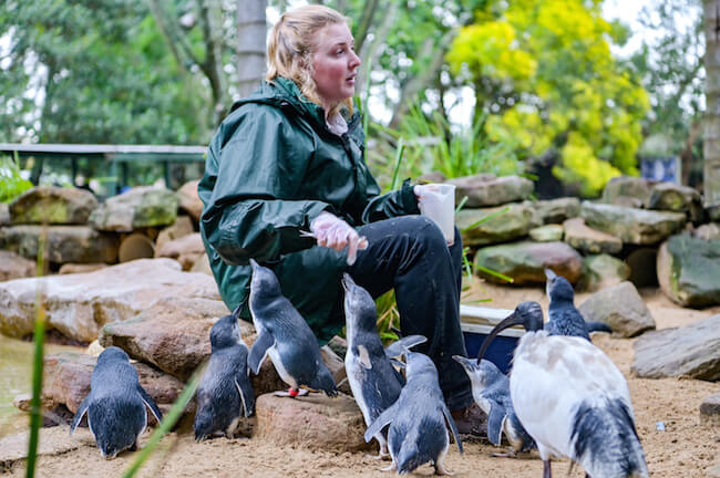 featherdale wildlife park sydney