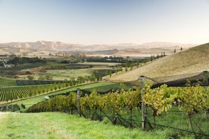 greystone vineyard waipara valley