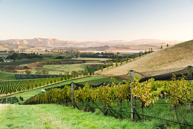 greystone vineyard waipara valley