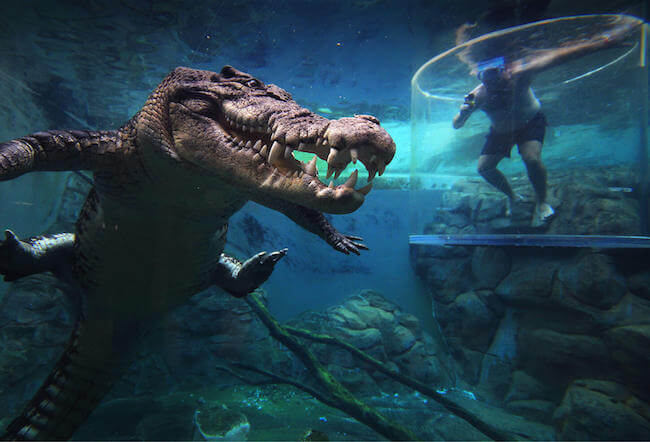 crocosaurus cove australia