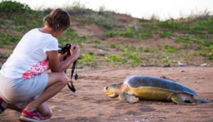 turtle autralia northern territory