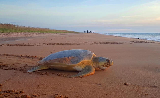 turtle tracks tour northern territory australia