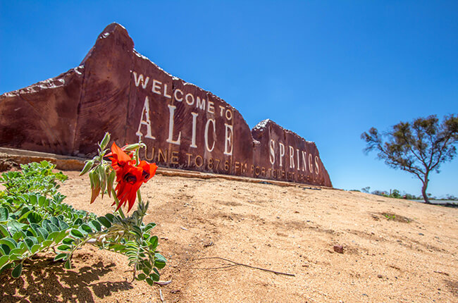 Alice Springs welcome sign with blue sky and singular flower in focus