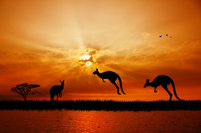 Sunset of Kangaroo Island, vibrant orange skies with silhouettes of Kangaroos hopping in front of the sun