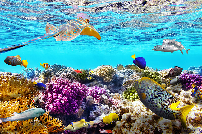 Underwater Great Barrier Reef
