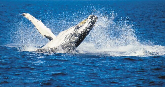 fraser island whale watching autralia