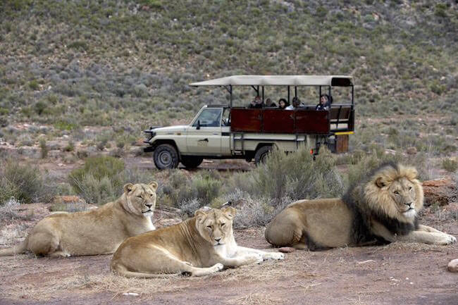 aquila game drive south africa