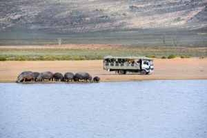 aquila game safari near cape town