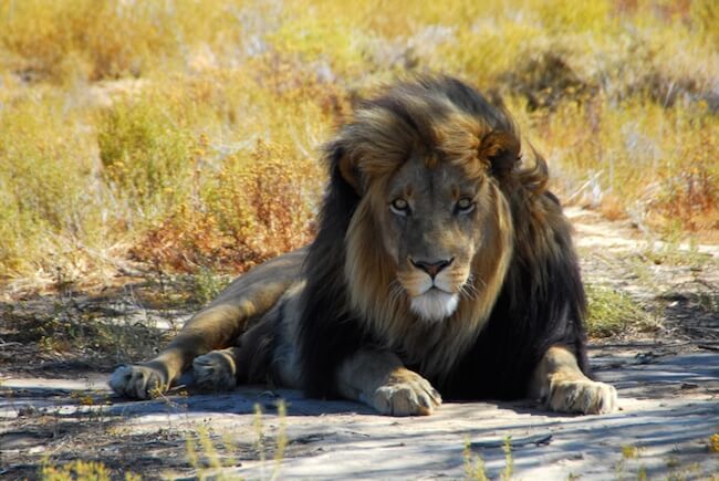 Lion at Inverdoorn Private Game Reserve