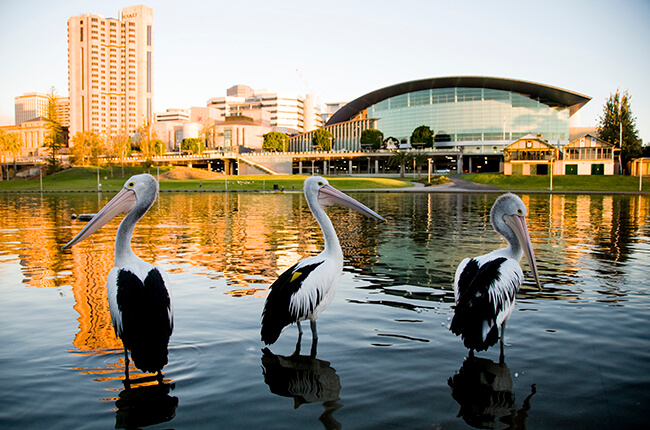 Pelicans stood in the Torrens River in Adelaide.