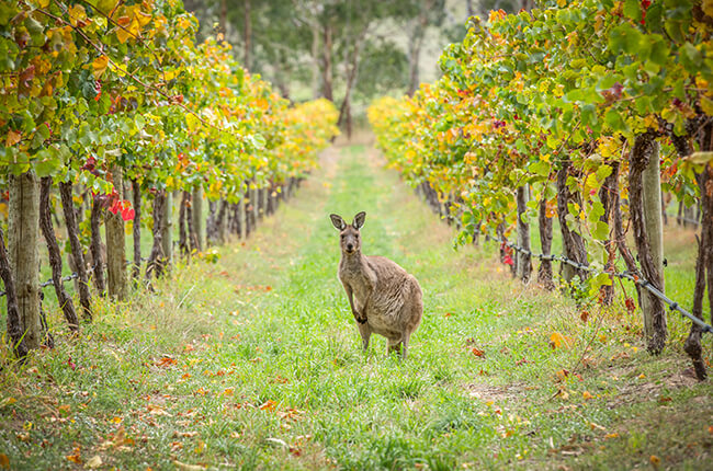 Kangaroo pictured in between vineyards at Barossa Valley