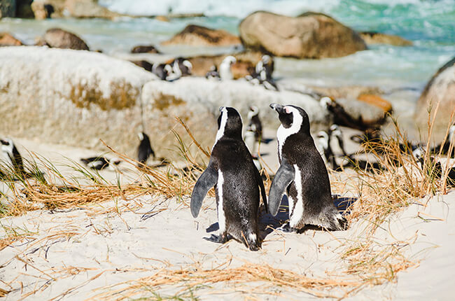 two penguins sat together at Boulders Beach in Cape Town, with more penguins in the background next to large boulders and clear sea