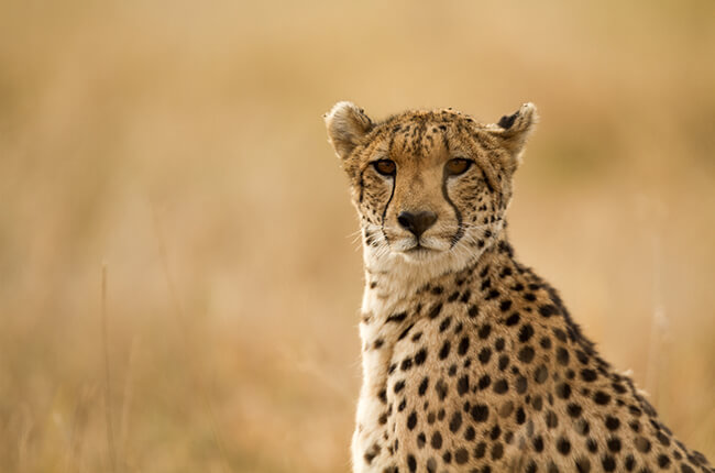 Cheetah staring at camera, with arid background blending with the colours of the cheetah