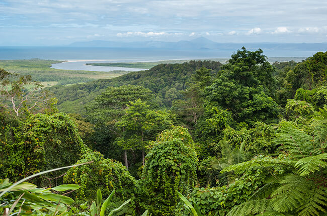 Daintree Rainforest canopy overlooking the coast and hills in the distance