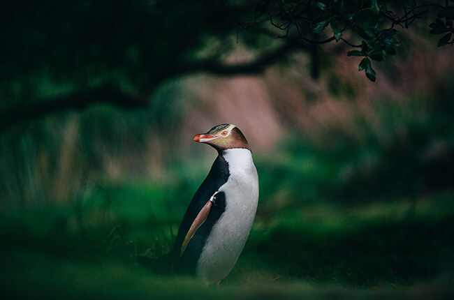 Penguin in Dunedin, with greenery surrounding the animal