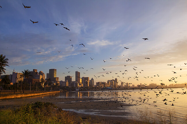 Coastal view of Durban beach, with swarm of birds flying low