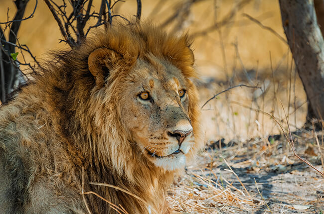 Lion at Hluhluwe Game Reserve