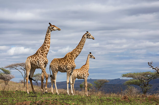 three giraffes looking out over Ubizane Nature Reserve