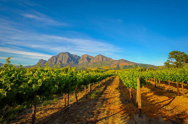 outstretching vineyard with towering rocky mountains in background. Clear blue skies