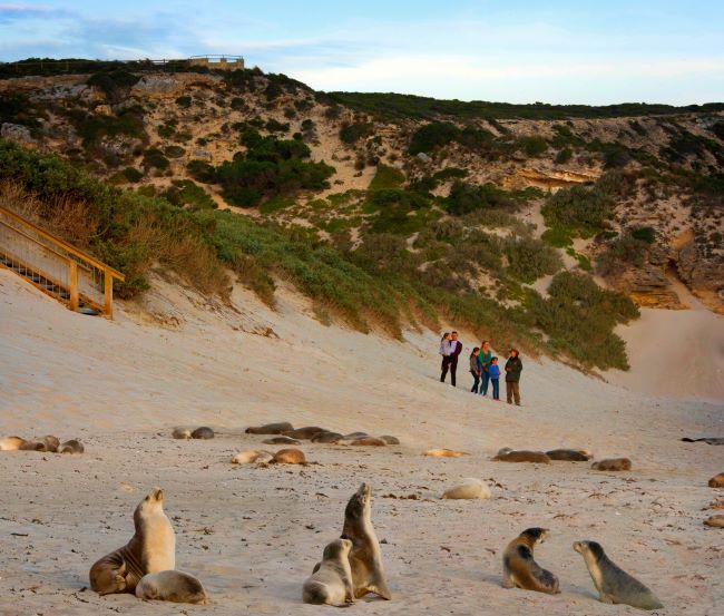 People watching Sealions on the beach on Kangaroo Island