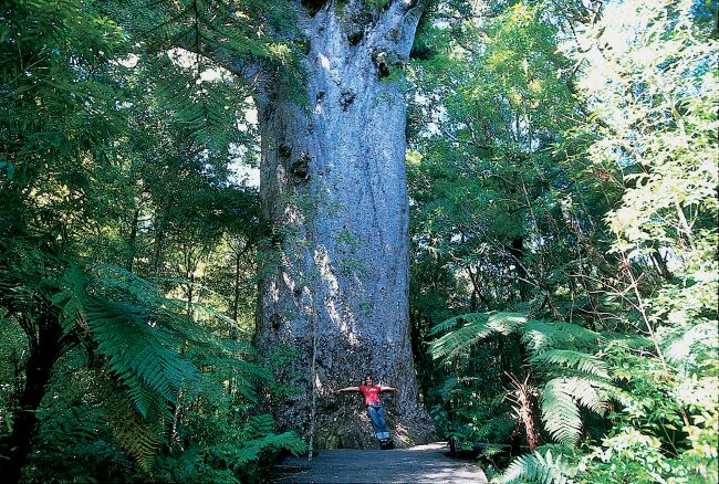 rail tour new zealand